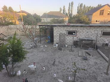 yeni masazır: Tikinti, Mülkiyyətçi, Kupça (Çıxarış) — 3