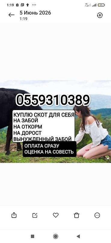 Животные: Частное лицо : Коровы, быки, | На забой, на мясо — 1