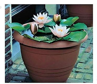 Semena i sadnice: 05. Seme Lotosa Cena:950din/5 semenki Za kućni Lotus potrebna vam je — 2