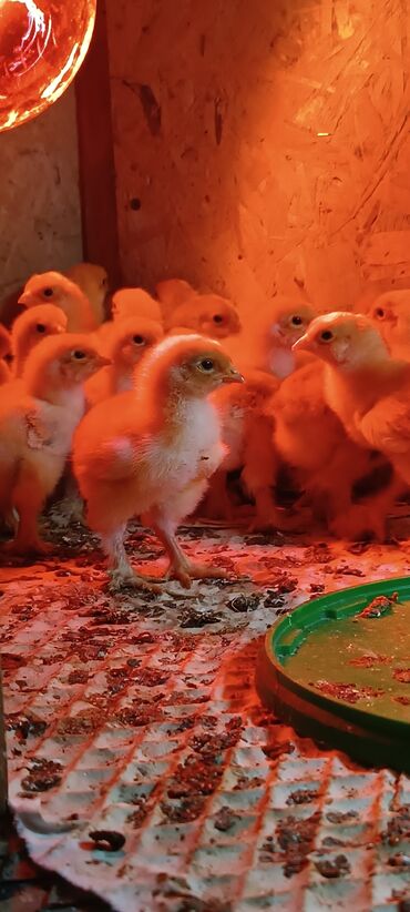 Цыплята палевых брамы вывод 20 апреля ! 
линия Румыния и Украина !