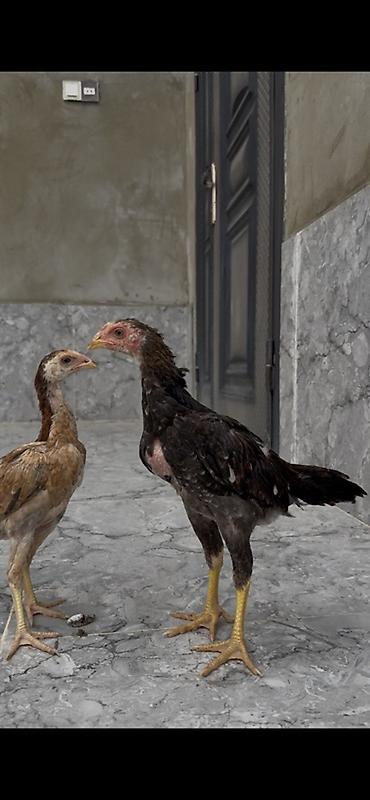 Kənd təsərrüfatı quşları: Salam satılır.Atası anası türkiyədən gəlib damazlıq kimi.Meydan — 2
