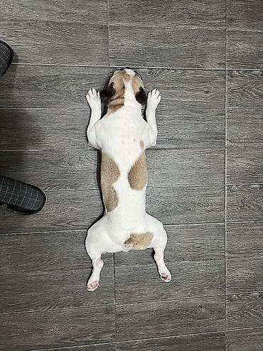 добрый: ИЩЕМ ДОМ ДЛЯ ПРЕКРАСНОГО МАЛЬЧИКА! 🐶❤️ Французский бульдог, кобель, 5 — 7