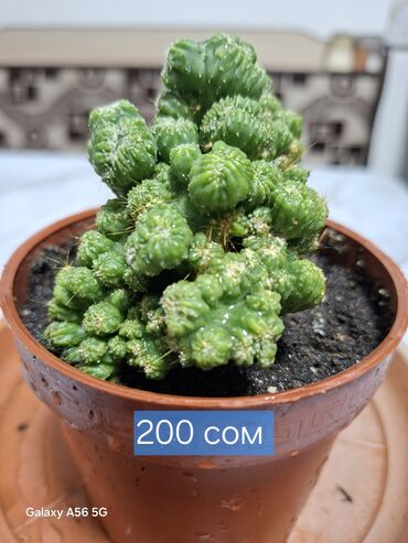 Кактусы: Продаю кактусы — 15