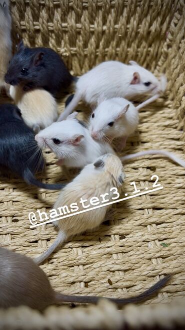 Хомяки: Ручные песчанки монгольские. Красивые окрасы, есть девочки и мальчики — 2