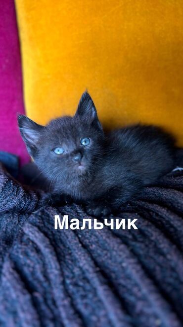 восточная ориентальная кошка: Кошка даром: Беспородная, 2 месяца, Мальчик