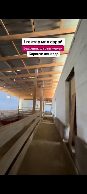 Кыймылсыз мүлк: Мүйүздүү бодо мал фермасы, 1000 соток, Жылытуу — 9