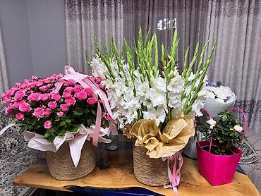 фиалки цена: Продам дешево. Цветочные композиции и живые растения в декоративных — 1