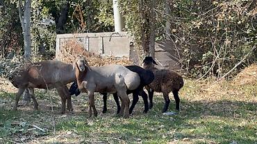 кок бору ат: Продаю | Баран (самец) | Арашан — 4