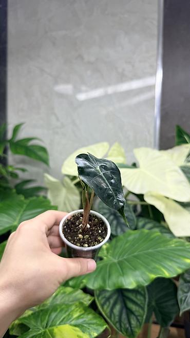 Монстеры: Детки Алоказии Полли по 200 Монстера адансони вариегатная (Monstera — 8