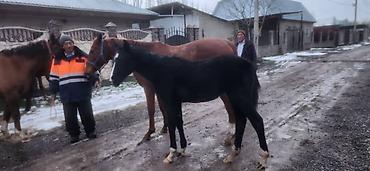 Лошади, кони: Продаю | Кобыла (самка) | Английская | Для разведения | Племенные — 5