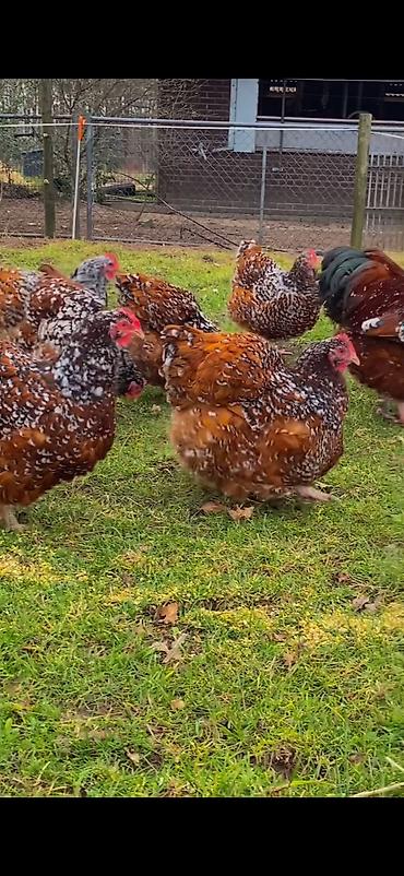 Toyuqlar: Toyuq, Damazlıq -da lalafo.az — 2 Toyuqlar: Toyuq, Damazlıq — 2