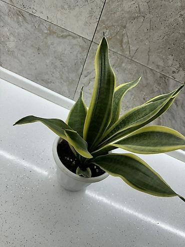 həmişə yaşıl ağaclar: Sansevieria “Laurentii” (Qayıçı dili) – dekorativ otaq bitkisi — 2