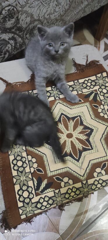 Pişiklər: Şotland, Erkək, Dişi — 9