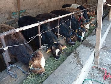 Коровы, быки: Продаю | Бык (самец) | Швицкая, Симментальская | На откорм — 10