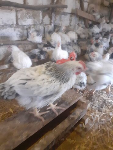 Toyuqlar: Serebrist və f6 cücələri tam sağlam ev şəraitində saxlanılan xoruz və — 2