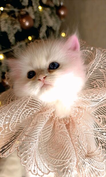 Xaltalar, qayışlar və tasmalar: 3 dişi öz pişiyimin balasıdır makler deiləm — 1