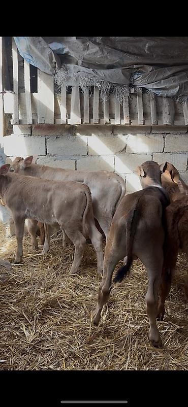 Dana, buzov: Satışda: dana balaları - Növ: yerli cins ətlik/südlük istiqamətə — 13