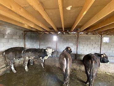 Коровы, быки: Продаю | Бык (самец) | На откорм — 2