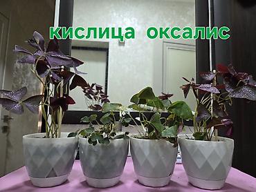 Кашпо и вазоны: Кашпо и вазоны, Самовывоз — 37