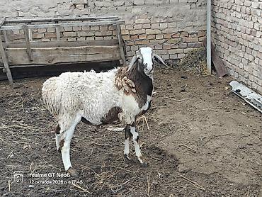 Сатам | Кочкор (эркек) | Аргын | Көбөйтүү үчүн | Жасалма жол менен боозутуу lalafo.kg да — 2 Сатам | Кочкор (эркек) | Аргын | Көбөйтүү үчүн | Жасалма жол менен боозутуу — 2