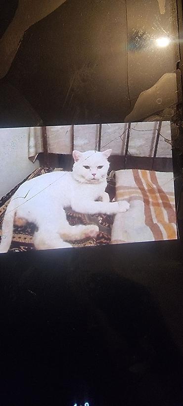 Pişiklər: Ev pişiyi – müxtəlif rənglərdə - Rənglər: tünd boz (mavi tonlu), ağ — 7