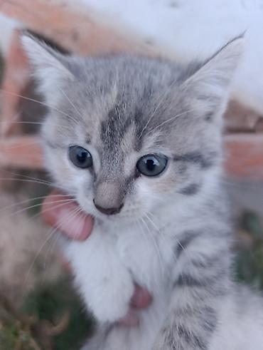 мышык кара балта: Отдам в добрые, хорошие руки красивых котят, мать шотландская — 5