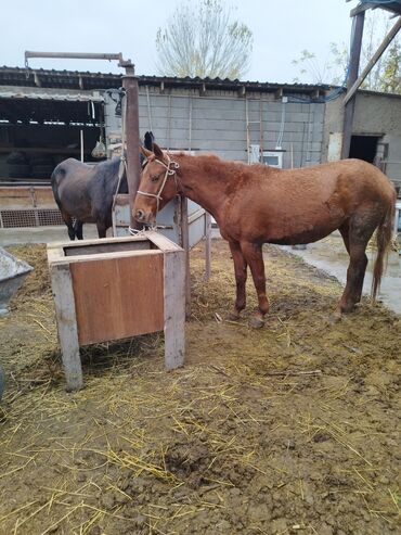 показы 1 354 72 договорная кошка даром британская короткошёрстная 1 год мальчик метис 2 позвонить написать: Сатам | Бээ (ургаачы) | Көбөйтүү үчүн | Мерин