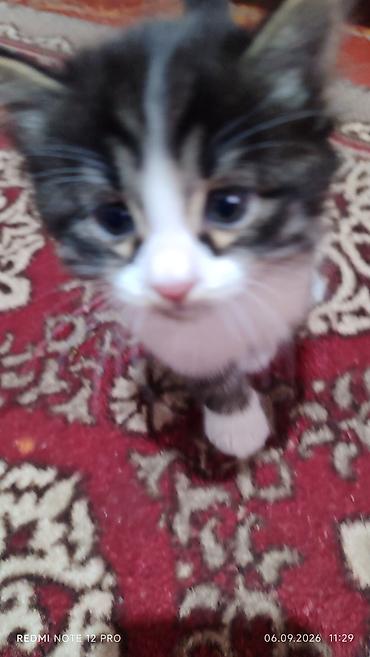 кошка домашный: Котята 1,5 месяца, домашние — 4