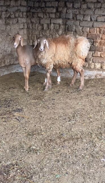 дом для собака: Продаю | Овца (самка) | Арашан | Для разведения