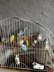 Tutuquşları: 8 ədəddir 4 dişi 4 erkək tək olan yoxdu hamısı cütdü — 1