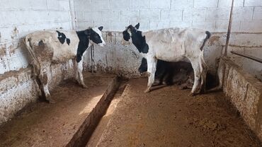 Животные: Продаю телок Голштинки чистые от молочных коров возраст 4-5 месяцев