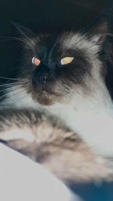 Pişiklər: Сиамская кошка.3 года. 450 azn.приучена к песку.,к купанию -da lalafo.az — 8 Pişiklər: Сиамская кошка.3 года. 450 azn.приучена к песку.,к купанию — 8