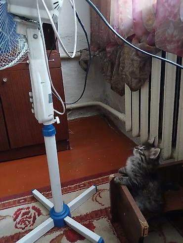 Мышыктар: Мышык бекер берилет: Породасыз, 4 айлык, Ургаачы, Лотокко барууга үйрөтүлгөн, Эмделген, Курттардан тазаланган — 3
