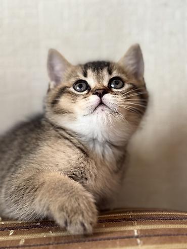 Pişiklər: British tipli pişik balaları - Cins: British Shorthair (şəkillərdə — 2