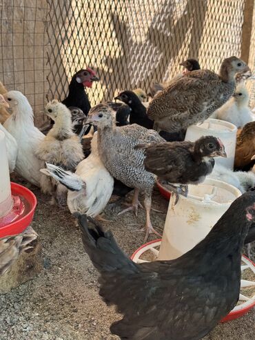 малек фарель: 🐣Продаю декоративные карликовые породы кур и петухов! Отличные