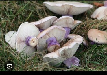 шампиньоны грибы: Грибы Оптом, Самовывоз