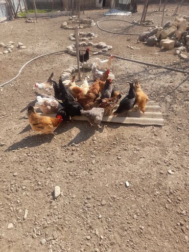 bildirçin satışı: Salam. 20 dene yumurtlayan toyuq satir. Hamisi tam saglamdilar. Öz