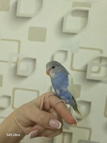 Tutuquşları: Ələ öyrədilmiş dişi bala satılır. Sumqayıt avtovağzalına çatdırılma — 6