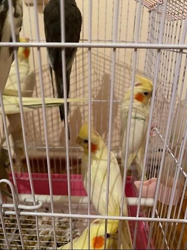 goyercin satisi: Dagstan sortu cute hazir erkek disi korellar satlir saglam quslardi — 3