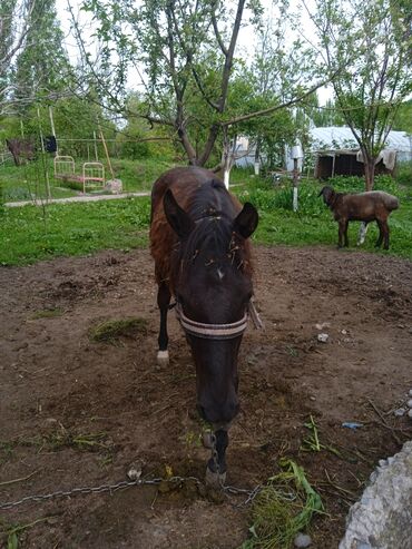 продажа лошадей в киргизии: Продаю | Кобыла (самка) | Арабская | Для разведения, Конный спорт