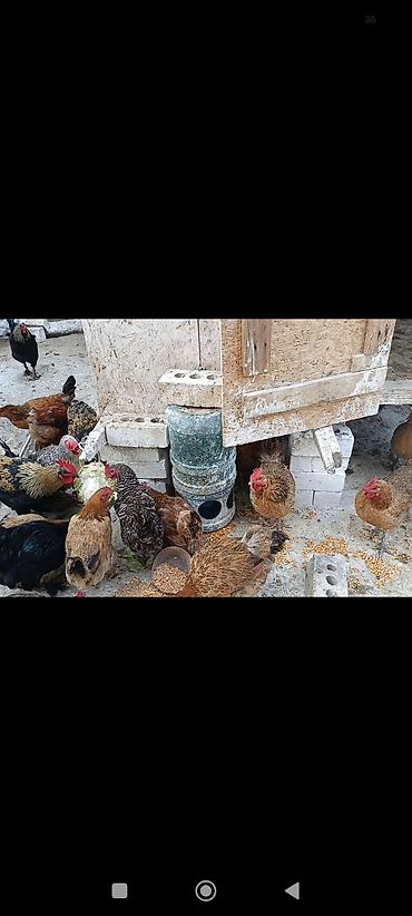 кукуруа: Продаю | Куры | Домашняя | На забой — 4