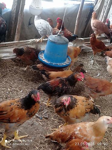 tap az qusar heyvanlar: Salam bu gorduyunuz lider sortu HEM ETLIK HEMDE YUMRTALIGUCUN — 5
