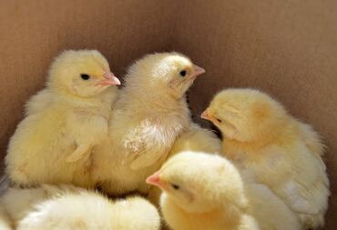 Птицы: Продаются суточные Цыплята породы Леггорн, 12 штук, Сокулук