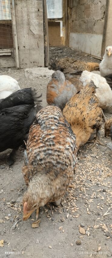 Птицы: Добротные цыплята разной породы мясо яичные молодняк мартовские