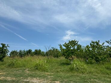 Torpaq sahələrinin satışı: 285 sot, Kənd təsərrüfatı, Mülkiyyətçi, Kupça (Çıxarış) — 3
