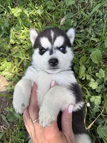 Продажа собак: Хаски, 1 месяц, Самка, С прививкой, С родословной — 4