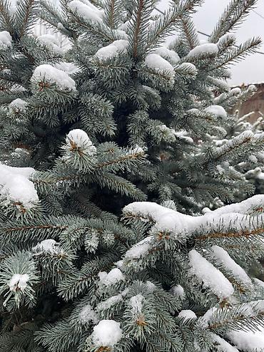 Декоративные деревья: Саженцы деревьев: Ели, Платная доставка, Самовывоз — 7
