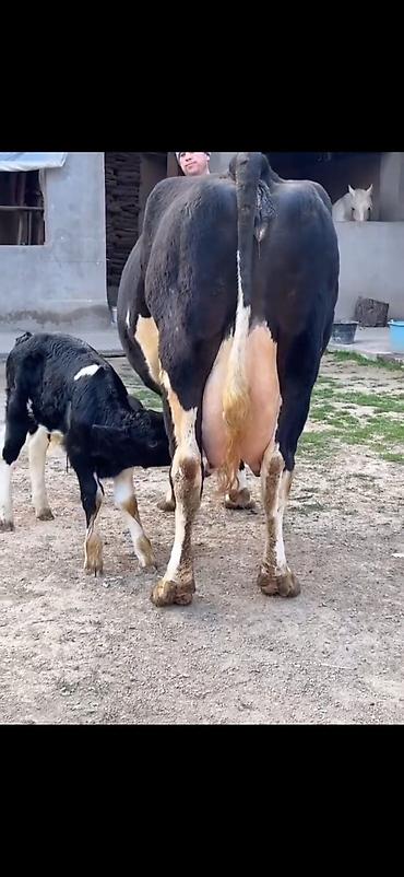 Inəklər, öküzlər: Südlük inək və balası - Cins: qara‑ağ (Holştin tipli) süd istiqamətli — 14