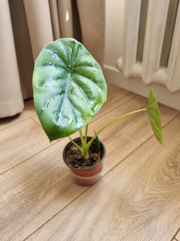 Филодендроны: Сциндапсусы,сансевиерии ва,алоказия,бегония макулата монстера — 4