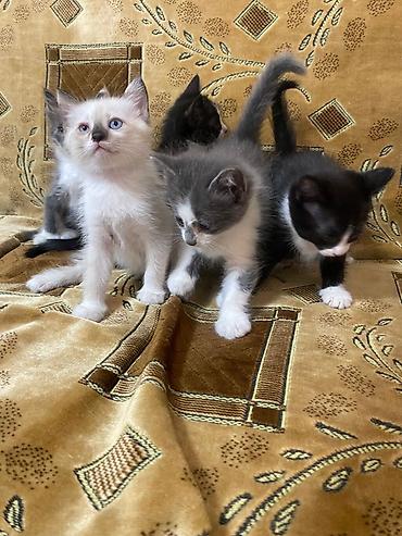 котята простые: Милые, чистоплотные котята в добрые руки! Приручены к лотку — 3